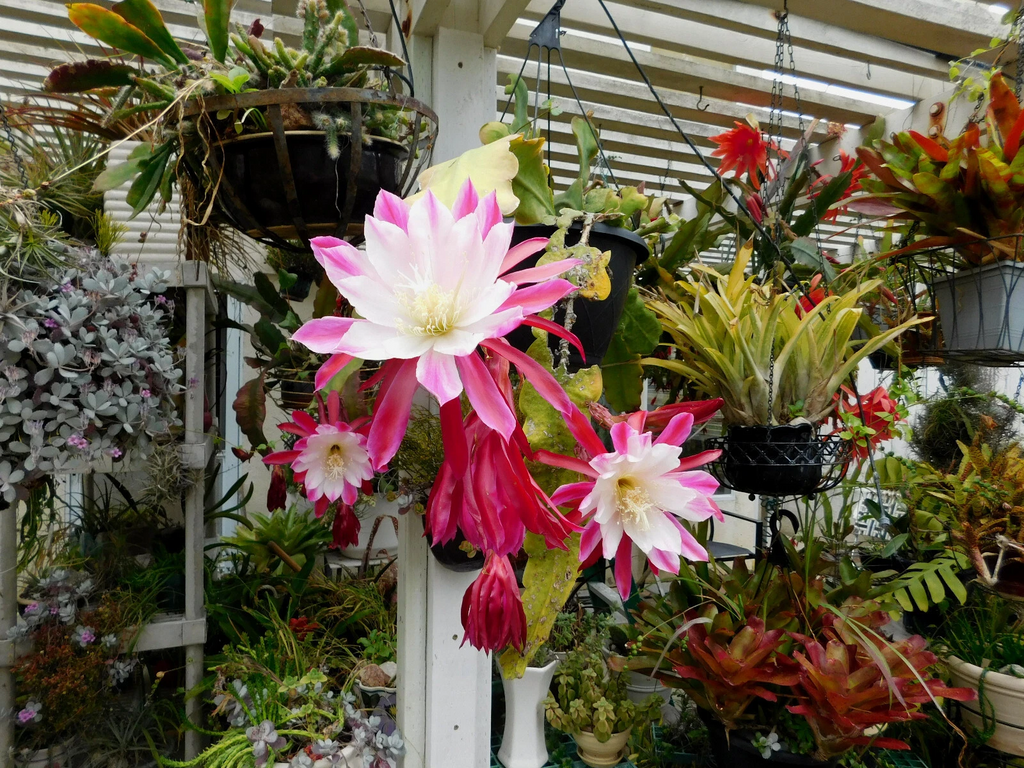 Epiphyllum Hybrid Orchid Cactus Cuttings – Assorted Unrooted Epiphyllum Collection for Propagation