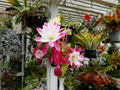Epiphyllum Hybrid Orchid Cactus Cuttings – Assorted Unrooted Epiphyllum Collection for Propagation
