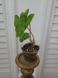 Philodendron Burle Marx Live Plant – Rooted Green Leaf Houseplant, Multi-Growth Starter