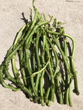 White Sweet Potato Slips – 20 Cutting Vines Ready to Plant – Ipomoea Batatas Starter Plants