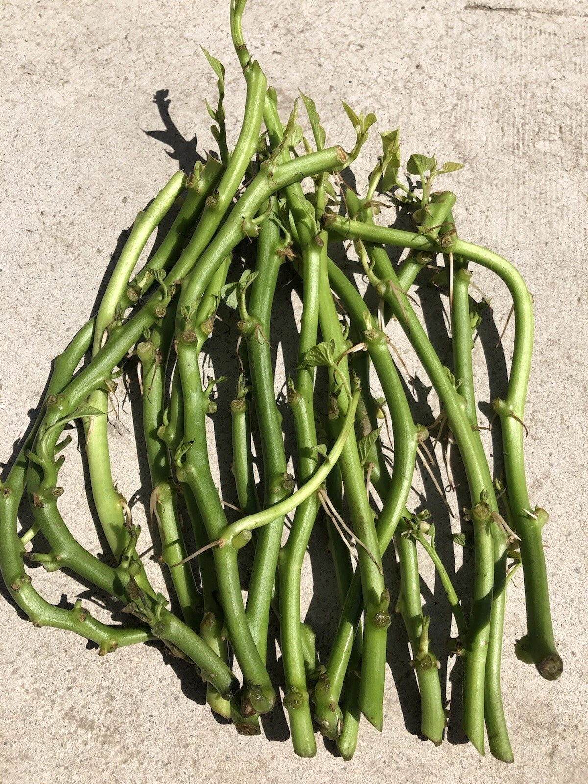 White Sweet Potato Slips – 20 Cutting Vines Ready to Plant – Ipomoea Batatas Starter Plants