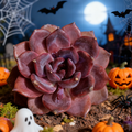 Echeveria Black Mamba – Rare 2.5" Live Succulent, Dark Rosette Variety for Pots, Arrangements, and Collectors
