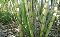 Sugarcane Rooted Cuttings – 5 Live Saccharum officinarum Plants, Tropical Cane Ready for Planting