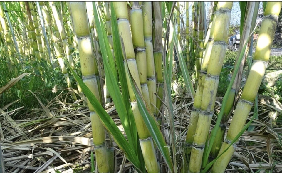 Sugarcane Rooted Cuttings – 5 Live Saccharum officinarum Plants, Tropical Cane Ready for Planting