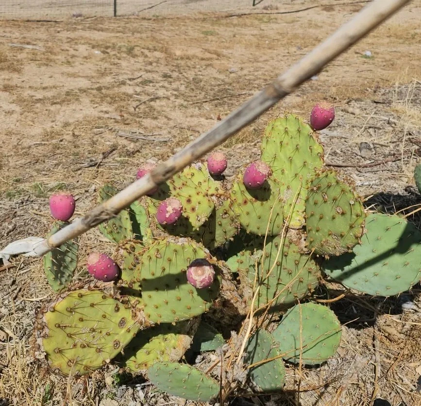 Desert Prickly Pear Opuntia Phaeacantha – 2 Pads 4–7 Inch – Cold Hardy Cactus Plant