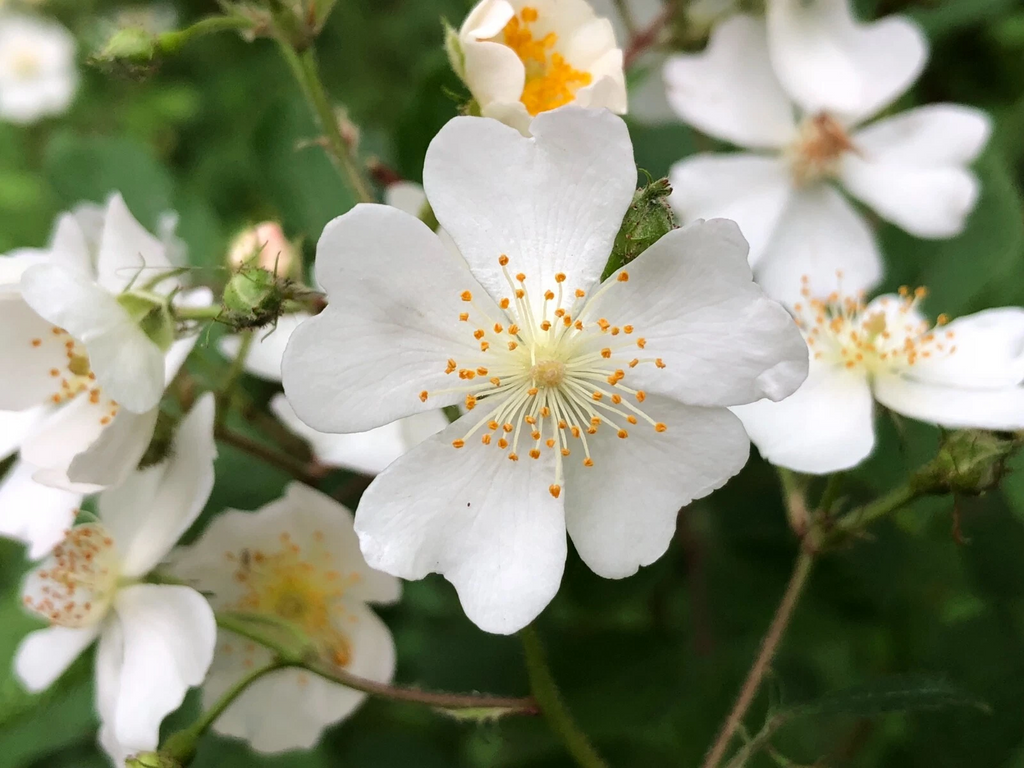 Multiflora Rose Cuttings – 55 Fresh Stems for Rooting – Wild Rose Bush Propagation Material