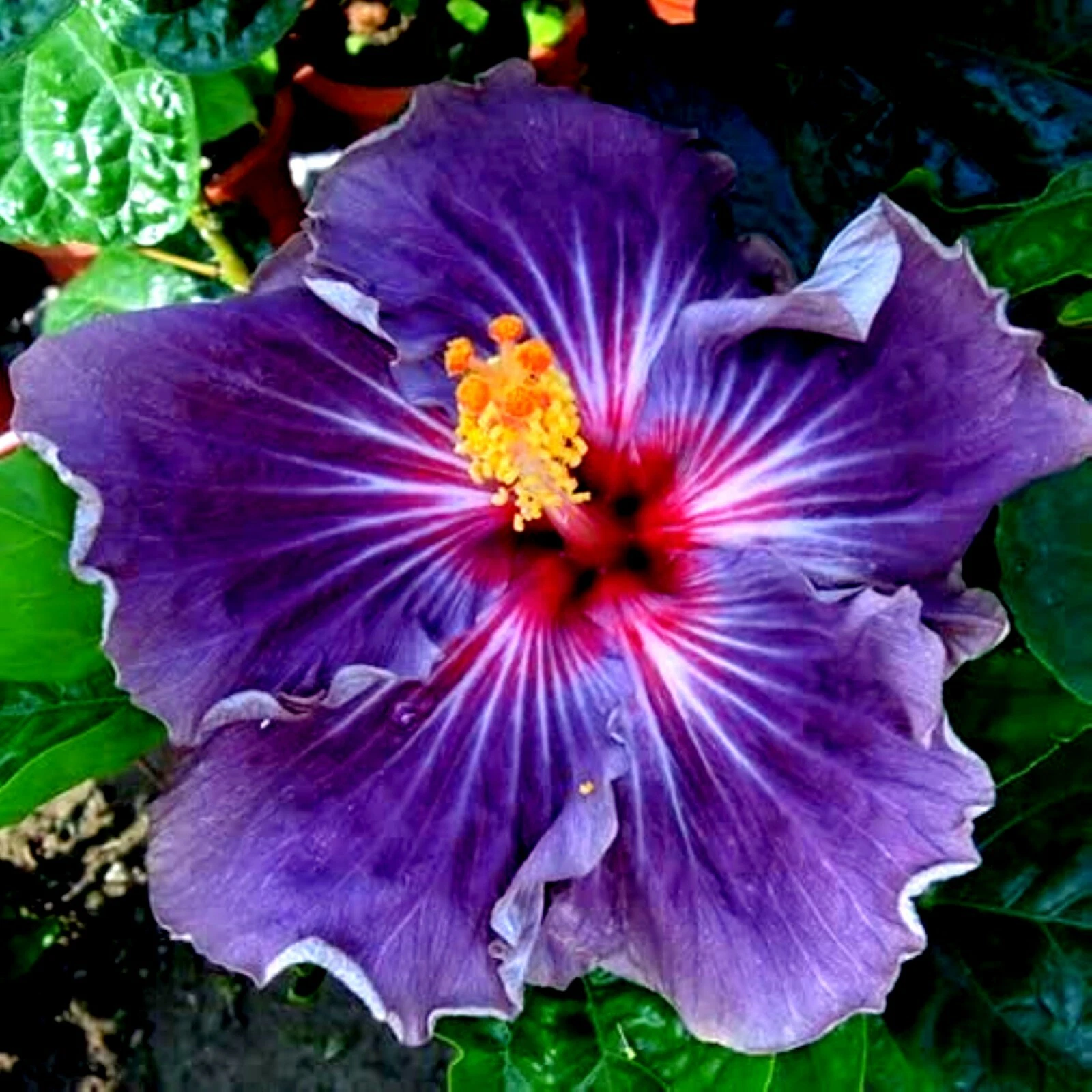 Hibiscus Moscheutos Cuttings for Planting – 7 Unrooted Rose Mallow Starter Stems, Hardy Perennial Flower