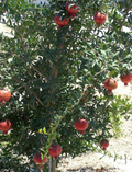 Wonderful Pomegranate Cuttings – Lot of 4 Tree Cuttings from Mature Plant, Punica Granatum for Propagation