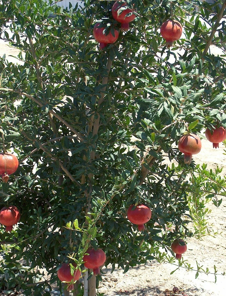 Wonderful Pomegranate Cuttings – Lot of 4 Tree Cuttings from Mature Plant, Punica Granatum for Propagation
