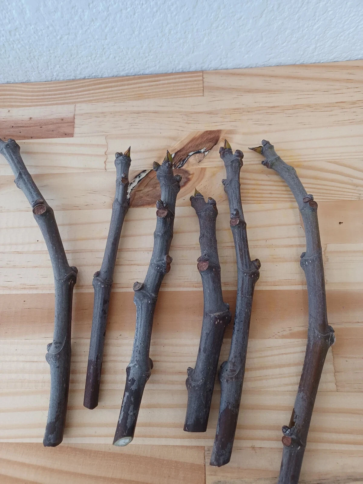 Dwarf Black Mission Fig Cuttings – 6 Fresh Live Cuttings, Easy Rooting Fruit Tree Variety for Containers and Home Gardens