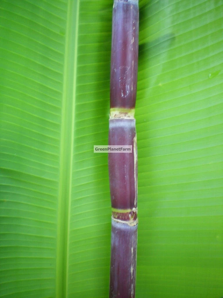 Florida Red Sugar Cane Cuttings – 4 Fresh Live Saccharum officinarum Canes for Planting