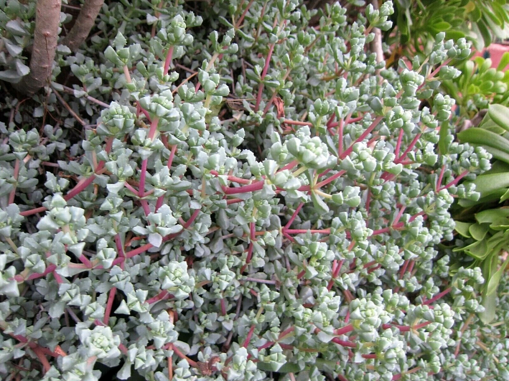 Lampranthus deltoides Ice Plant Cuttings for Planting – 8 Unrooted Vygie Violet Succulent Cuttings