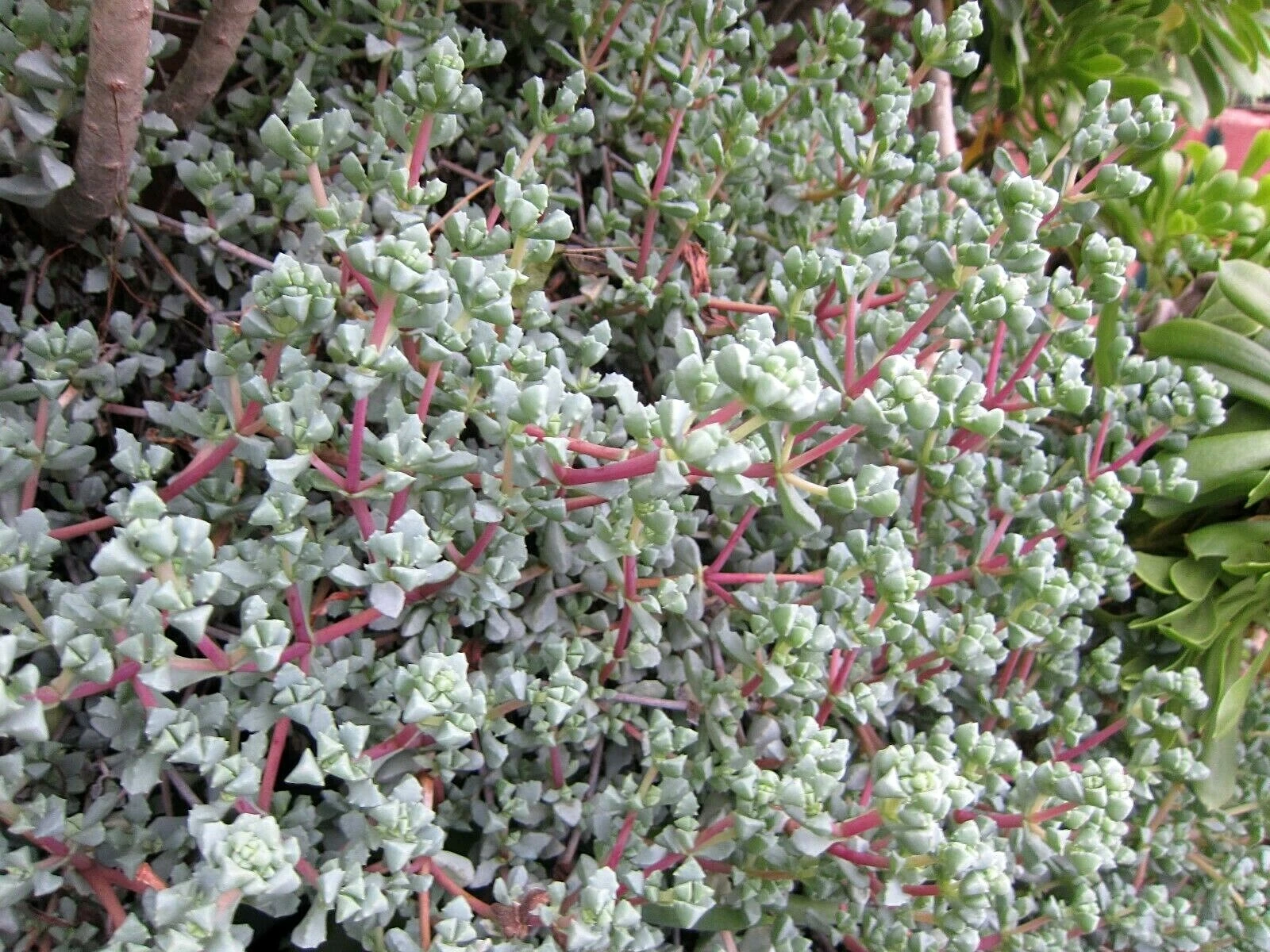 Lampranthus deltoides Ice Plant Cuttings for Planting – 8 Unrooted Vygie Violet Succulent Cuttings