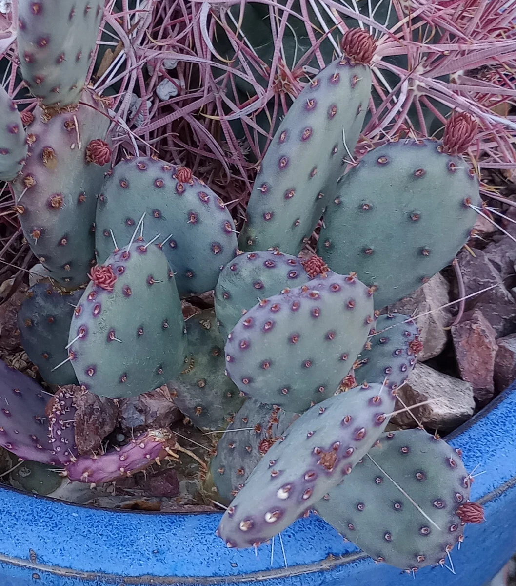 Opuntia gosseliniana Santa Rita – 1 Purple Prickly Pear Pad, Cold Hardy Cactus Start, Arizona Purple Opuntia Live Pad Cutting
