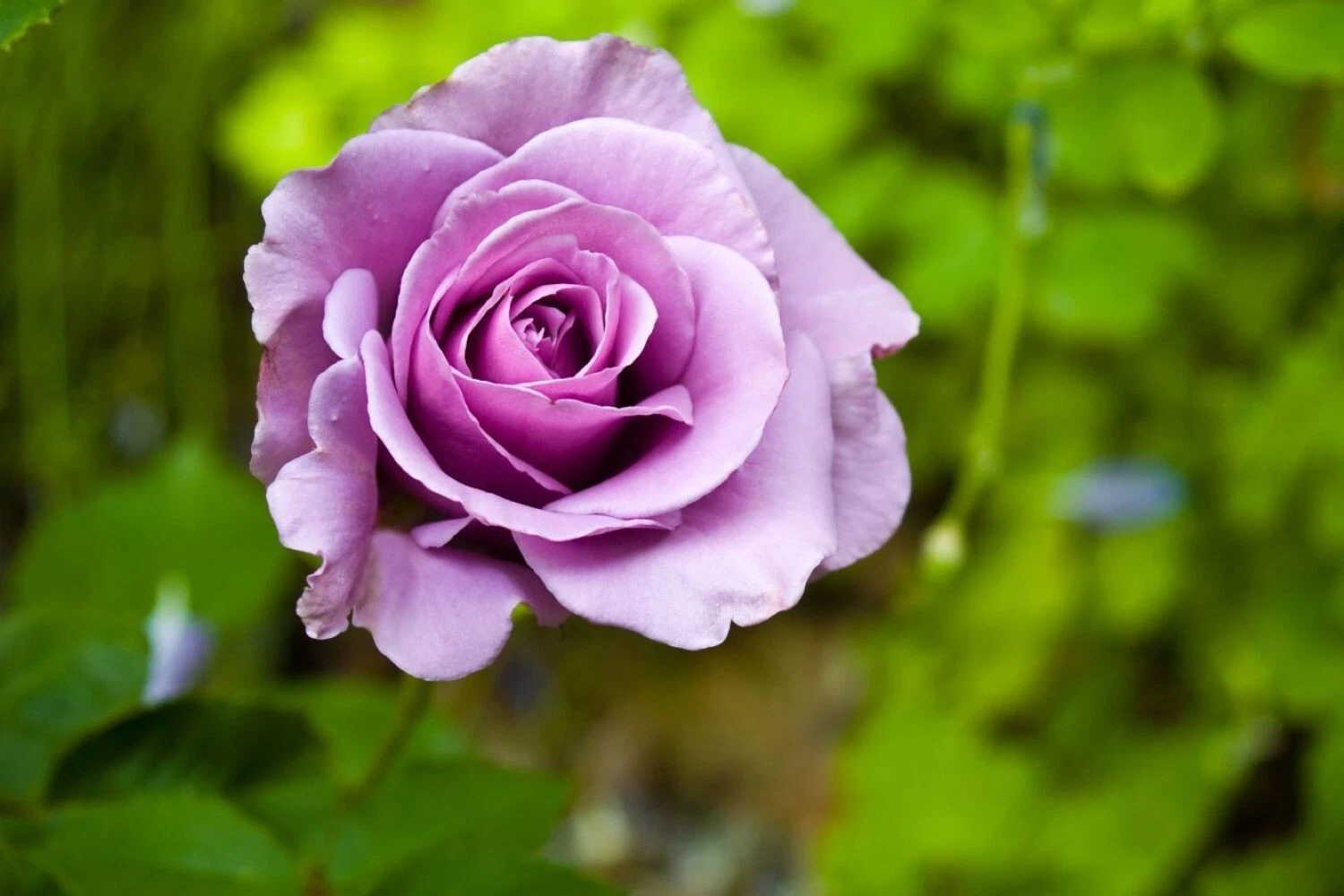 Cherry Brandy Rose Cuttings for Planting – 20 Unrooted Purple Rose Stems, Garden Rose Propagation