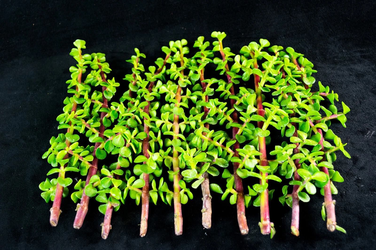30 Portulacaria afra Cuttings – Elephant Bush Succulent 2–5" Fresh Unrooted Stems | Easy to Grow