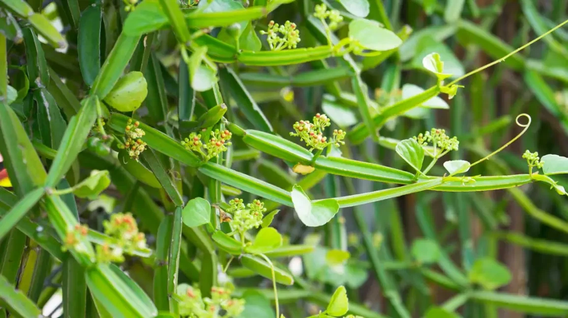 Cissus Quadrangularis Vine Cutting for Planting – 12 Inch Live Stem, Veldt Grape Starter