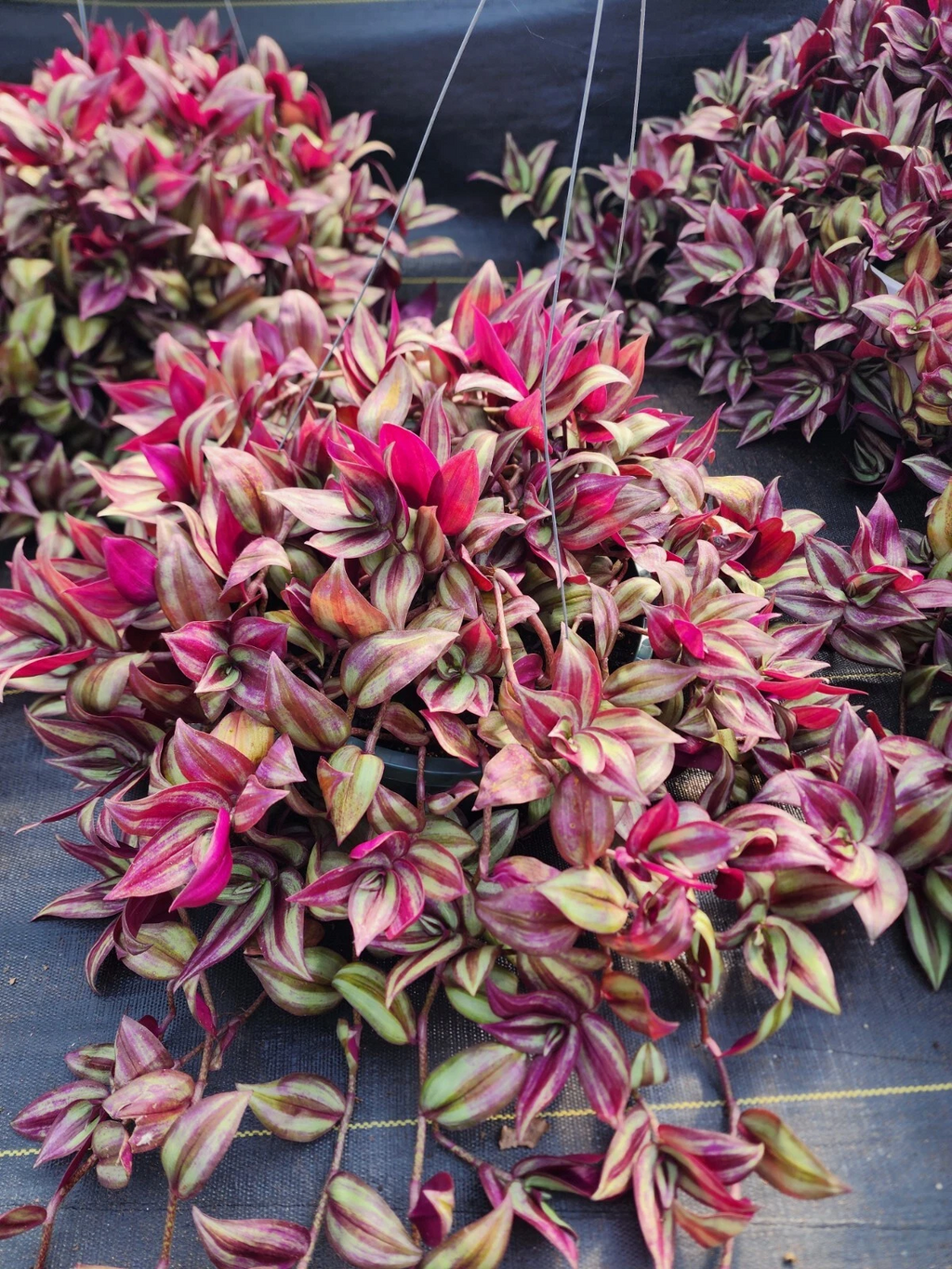 Tradescantia Zebrina Cuttings – 20 Live Wandering Jew Cuttings, 8–12 Inch Trailing Purple Green Houseplant