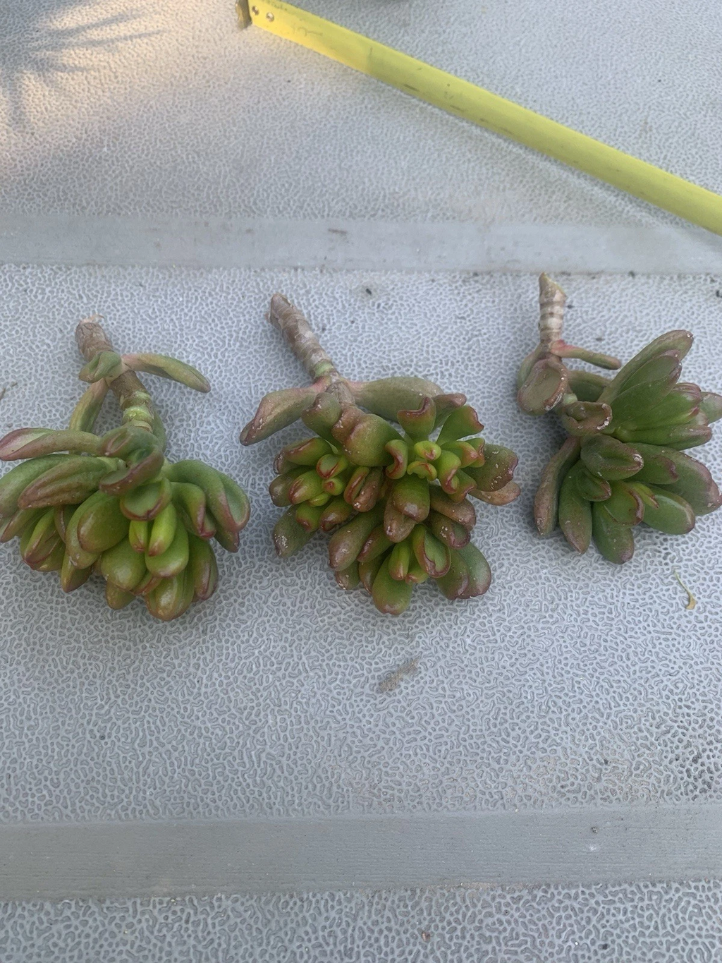 Crassula Ovata ‘Gollum’ Cuttings – 3 Live Jade Succulent Cuttings, Ogre’s Ear / Hobbit Jade for Planting