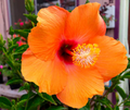 Hardy Hibiscus Moscheutos Cuttings for Planting – 7 Unrooted Rose Mallow Stems, Perennial Flowering Plant
