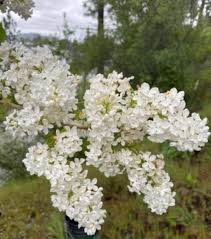 White Lilac Bare Root Bushes – Jumbo Size (5 Pack), Live Lilac Sta
