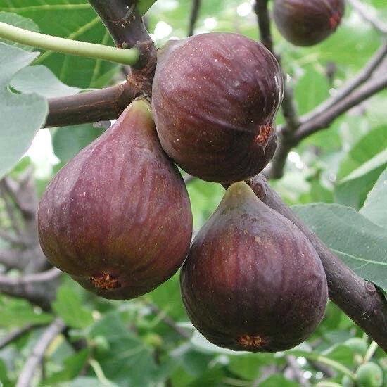 Fig Tree Cutting in Pot – 10” Live Ficus carica Plant, Rooted Starter Tree Ready for Planting in Garden or Container
