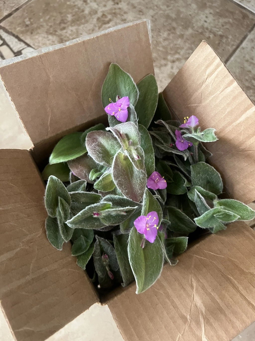 Cobweb Spiderwort Cuttings for Planting – 5 Tradescantia sillamontana Live Cuttings, Silver Foliage Flowering Plant