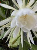 Queen of the Night Epiphyllum Cuttings – White Bloom – 6 Fresh Unrooted Orchid Cactus Cuttings