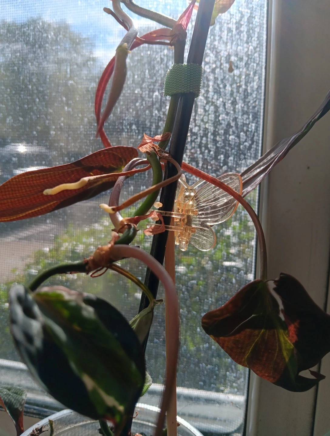 Philodendron Micans Variegated Velvet Halo Cutting – 2 Node Unrooted Aroid Stem, Rare Variegated Trailing Houseplant
