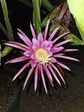 AX Dragon Fruit Cutting – Rare 24–28 Inch Mature Thick Hylocereus Stem for Fast Rooting and Propagation