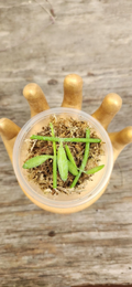Dischidia Bengalensis Cuttings for Planting – Live Unrooted Vining Houseplant in Propagation Cup