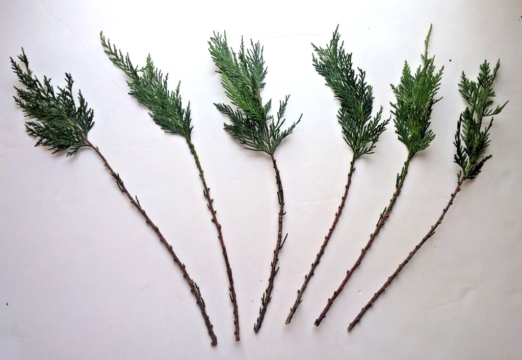 Leyland Cypress Cuttings – 15 Fresh Unrooted Pieces – Live Evergreen Tree Cuttings for Rooting