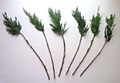 Leyland Cypress Cuttings – 15 Fresh Unrooted Pieces – Live Evergreen Tree Cuttings for Rooting