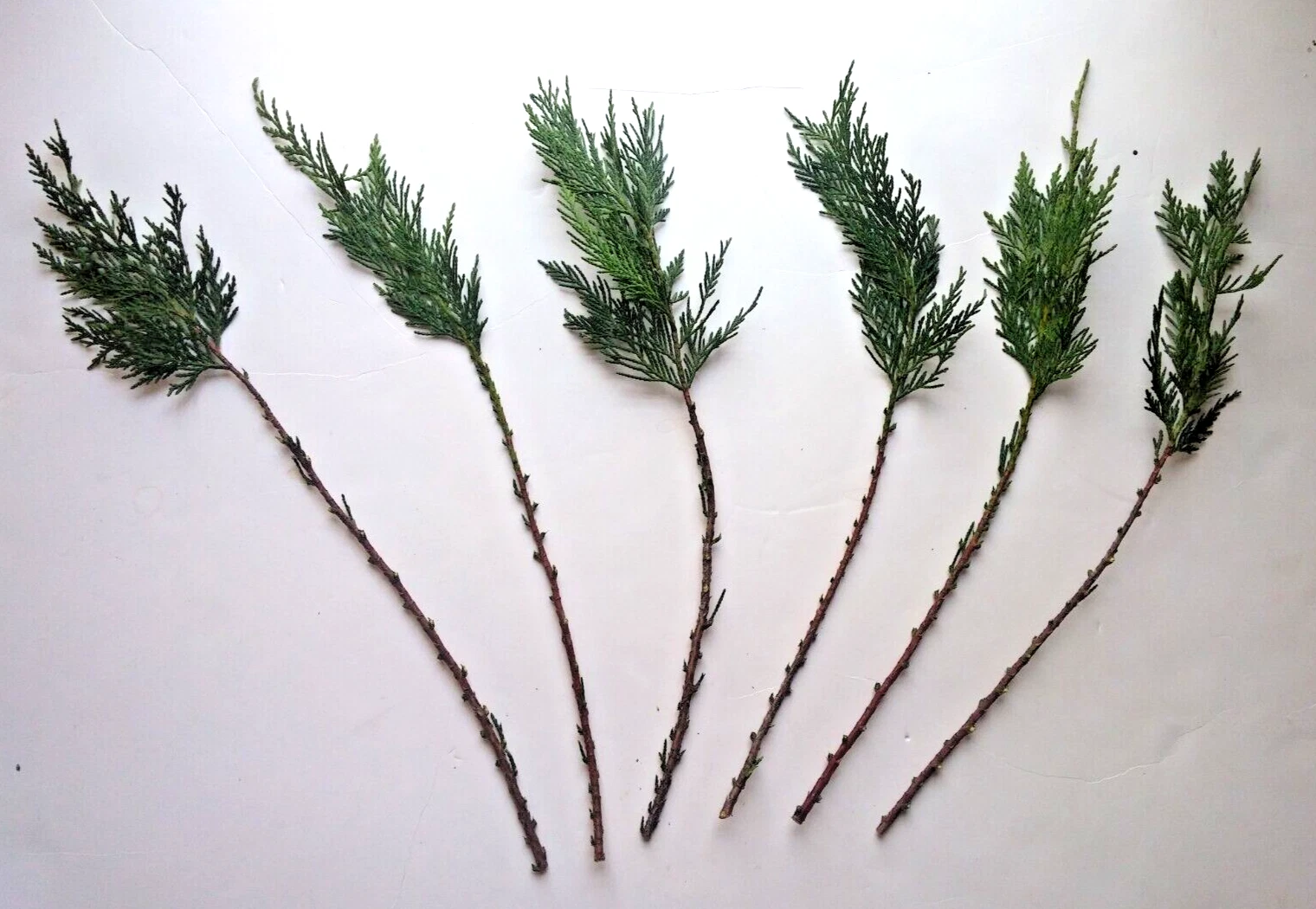 Leyland Cypress Cuttings – 15 Fresh Unrooted Pieces – Live Evergreen Tree Cuttings for Rooting