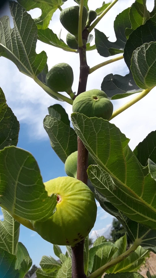 LSU Gold Giant Fig Cuttings for Planting – 3 Fresh Ficus Carica Stems, Fruit Fig Variety