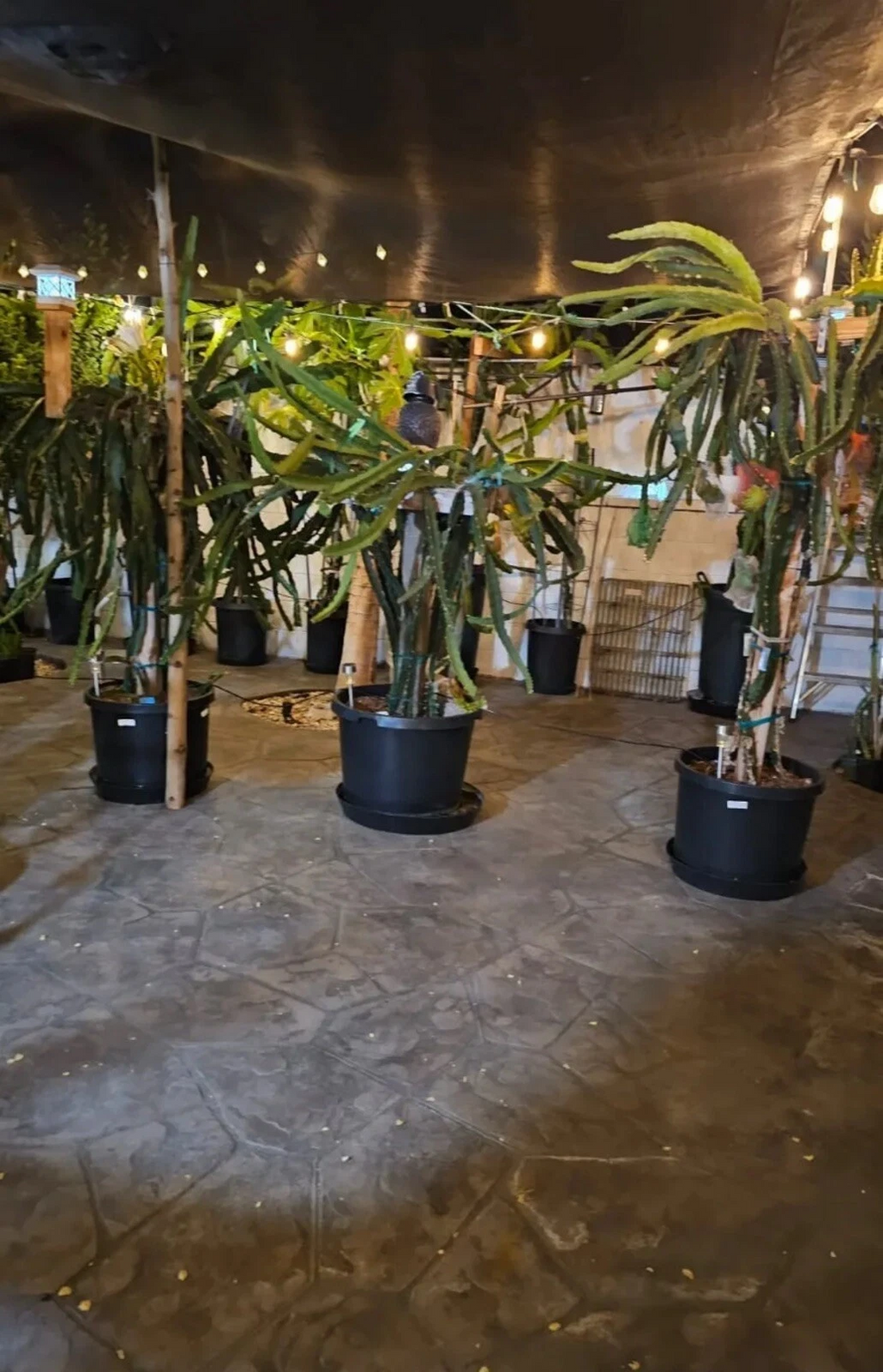 Dragon Fruit Cuttings for Planting – 10 Organic Unrooted Stems, 8–14 Inch Tropical Cactus Cuttings
