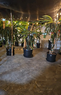 Dragon Fruit Cuttings for Planting – 10 Organic Unrooted Stems, 8–14 Inch Tropical Cactus Cuttings
