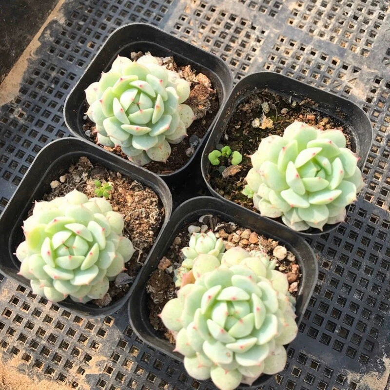 Echeveria derenbergii – Live Succulent Fully Rooted in 2” Pot – Rare Blue Rose Succulent Plant