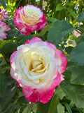 Double Delight Rose Cuttings – 5 Stems for Planting – Large Double Bloom Garden Rose