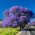 Blue Jacaranda Live Tree Jacaranda mimosifolia, 1 Year Old Starter Tree 8–10 Inch Tall for Planting