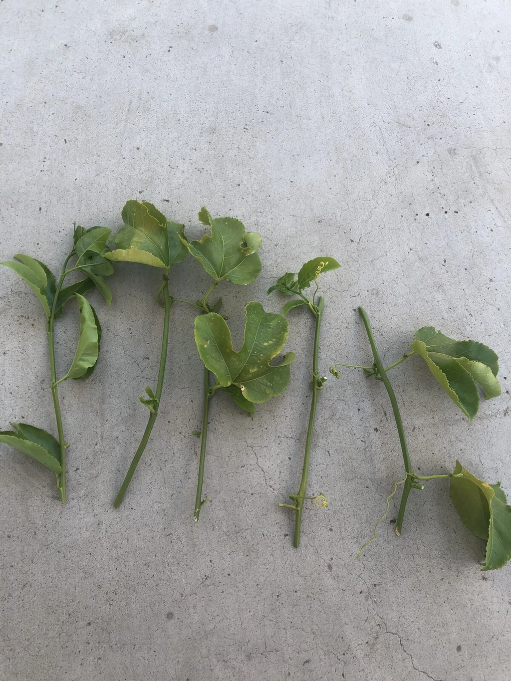 Passiflora Edulis Passion Fruit Vine Cuttings – 5 Fresh Unrooted Cuttings, Tropical Climbing Plant for Garden