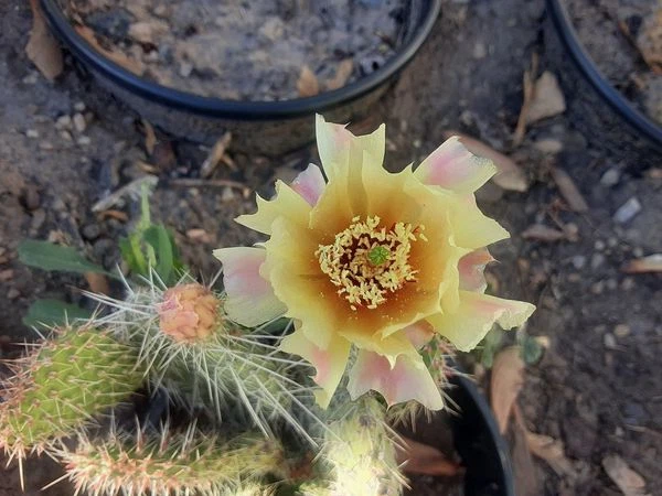 Opuntia Polyacantha Cactus for Planting – Cold Hardy Plains Prickly Pear, Unrooted Pad Cutting