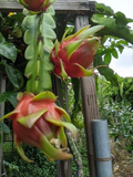 Red Dragon Fruit Cutting – Live Pitaya Cactus Cutting for Planting, Tropical Climbing Fruit Plant