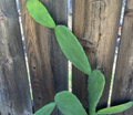 Opuntia ficus-indica Prickly Pear Cactus Pads – 5 Fresh Unrooted Pads for Planting