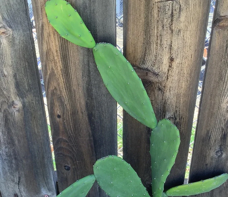 Opuntia ficus-indica Prickly Pear Cactus Pads – 5 Fresh Unrooted Pads for Planting