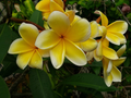 Yellow Plumeria Frangipani Cuttings – Live 6–12" Flowering Cuttings, Tropical Tree Starts with Fragrant Yellow Blooms