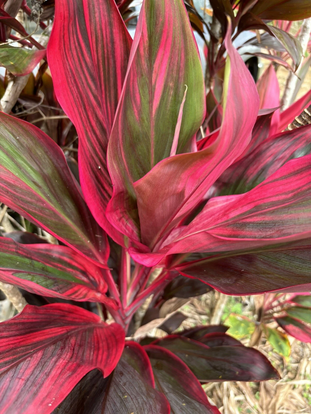 Hawaiian Ti Leaf Cuttings for Planting – 50 Fresh 6 Inch Starter Logs, Green Pink Red Cordyline