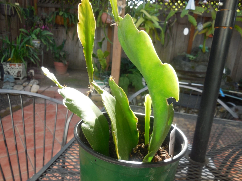 Epiphyllum ‘Flying Silk’ Orchid Cactus – 4 Rooted Cuttings in Pot, Live Epiphytic Cactus Plant
