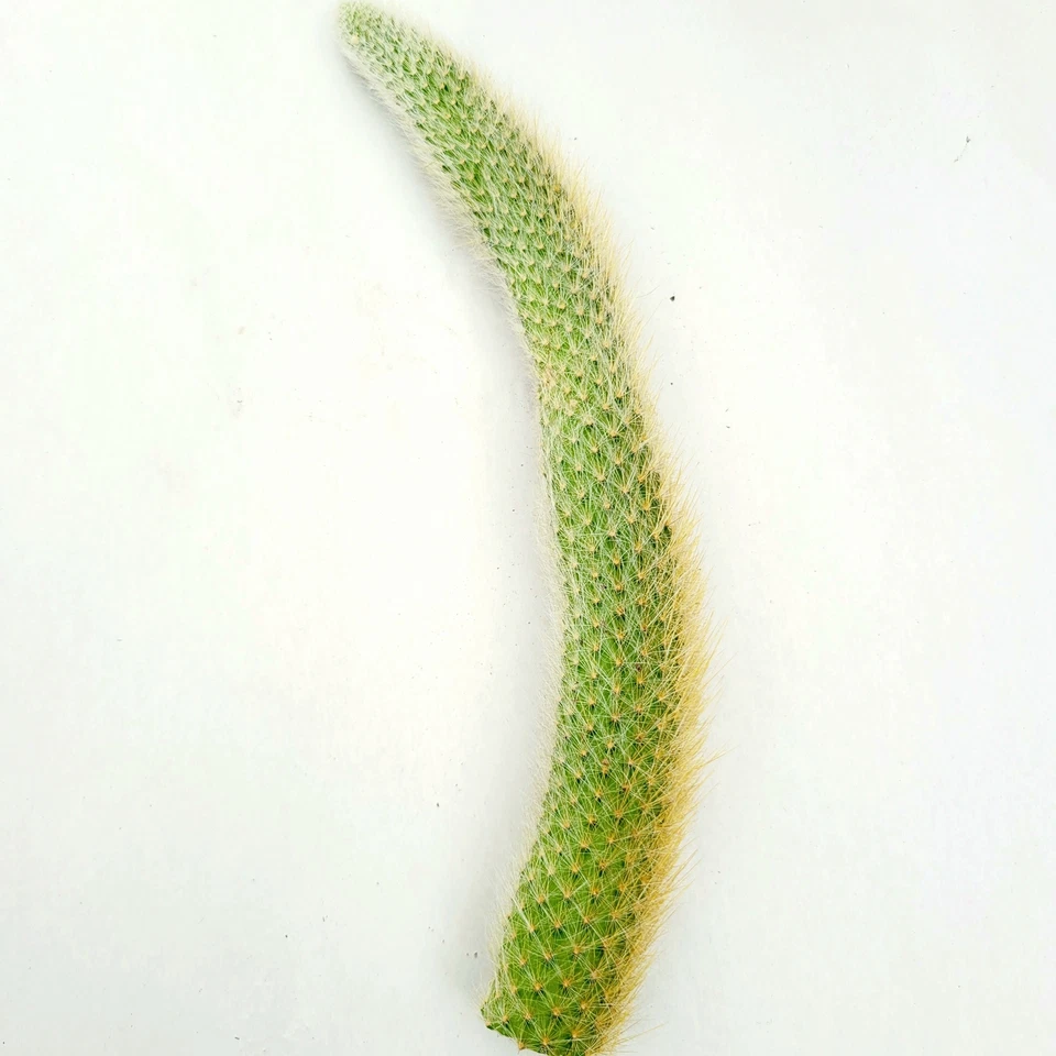 Monkey Tail Cactus Cutting – Hildewintera Colademononis 10 Inch Live Succulent Cutting for Planting