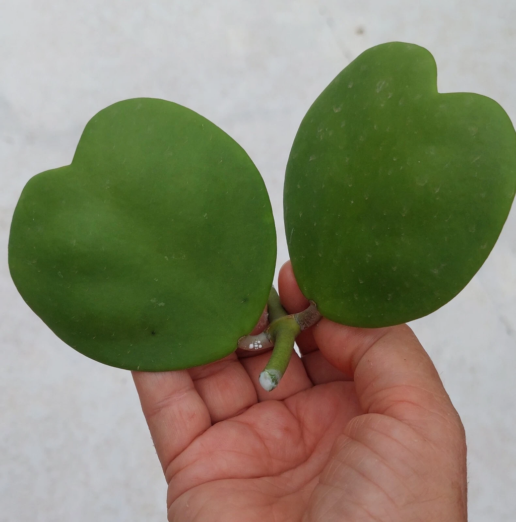 Hoya Kerrii Heart Shaped Vine Cutting for Planting – 2 Leaves with 1 Node, Unrooted Hoya Plant